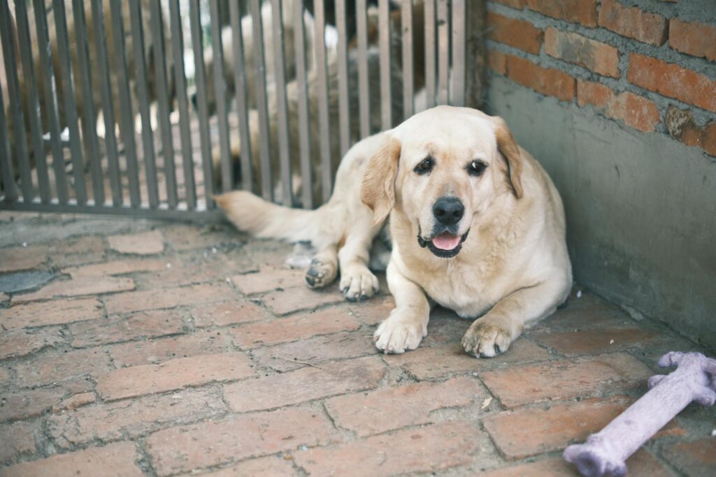 A golden retriever lies comfortably on a brick floor next to a toy in a pet shelter.