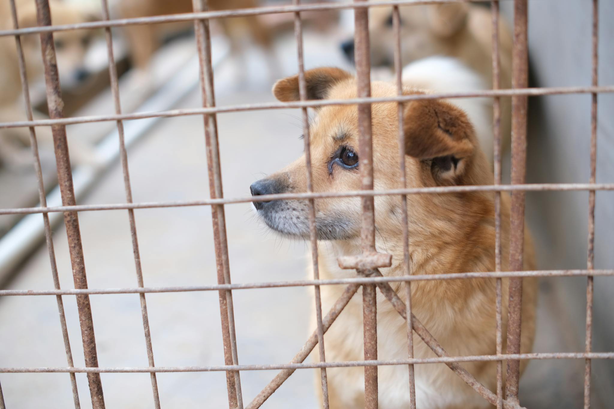Adorable dog in a cage at an animal shelter looking pensively outside.
