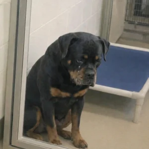 This Dog Has Been Returned To The Shelter Four Times And Now He Won’t Even Look At Anyone