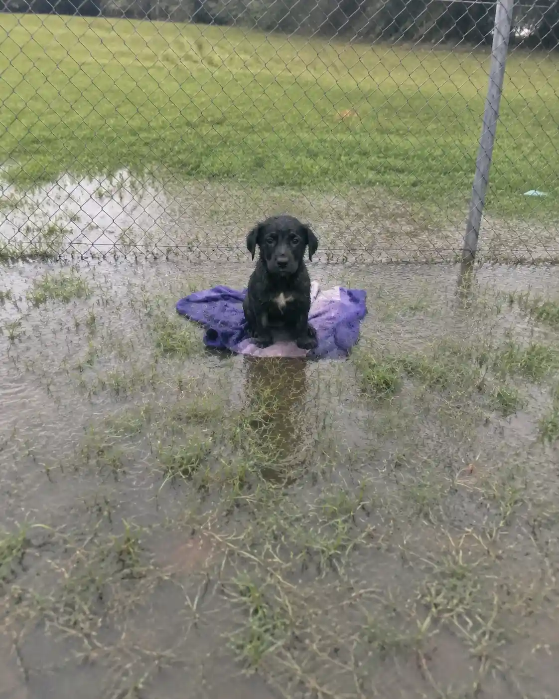 I Saw This Puppy Abandoned On Baseball Field During A Storm Waiting For Someone To Help