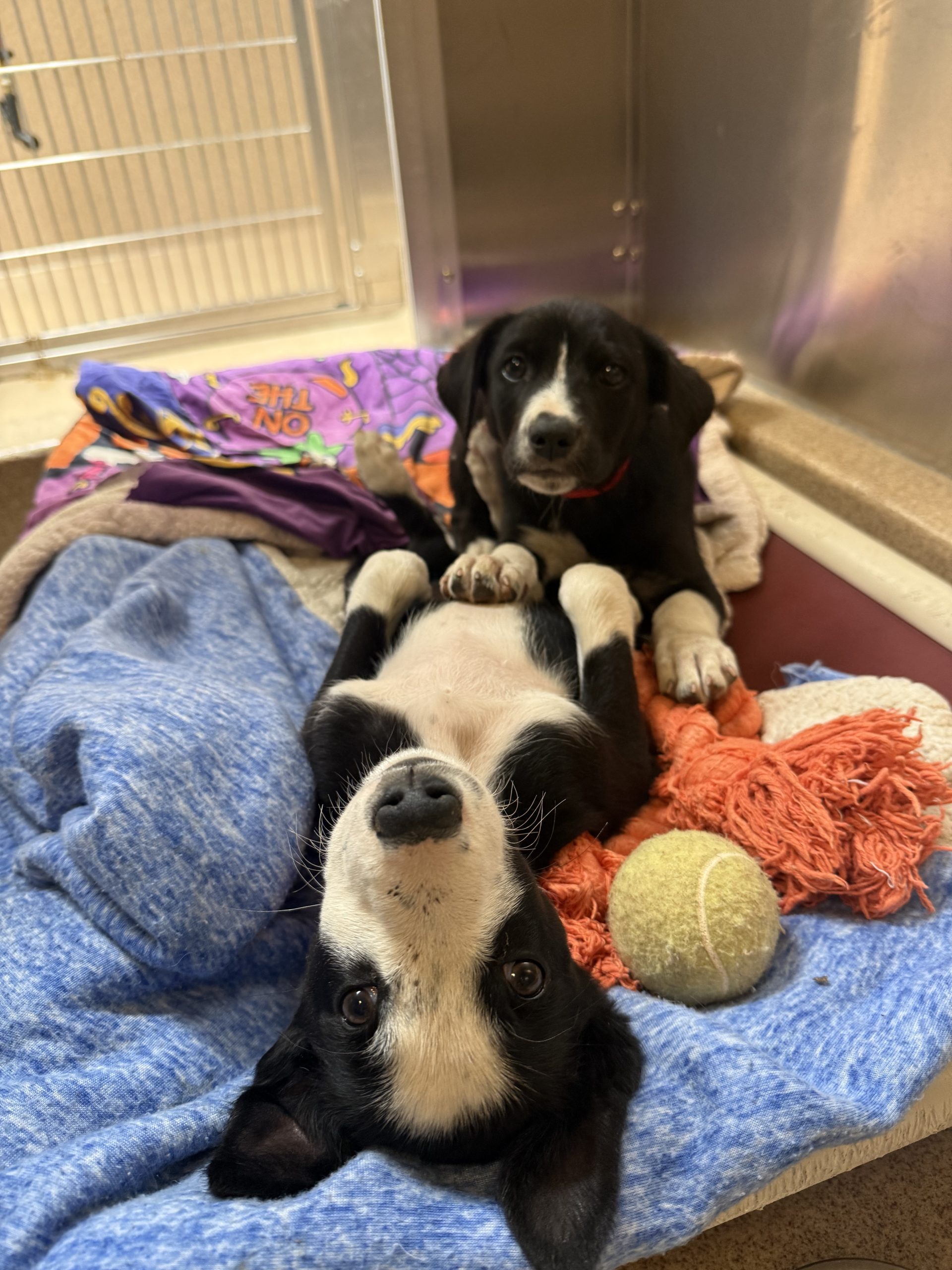 17 Puppies Were Found Behind A California Walmart (One Already Dead)